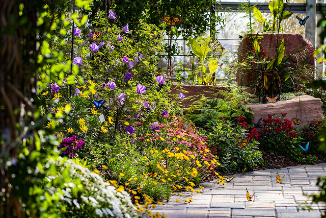 butterflies on flowers and plants