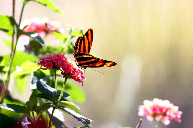 orange and black butterfly on flower