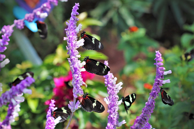 butterflies on purple flowers