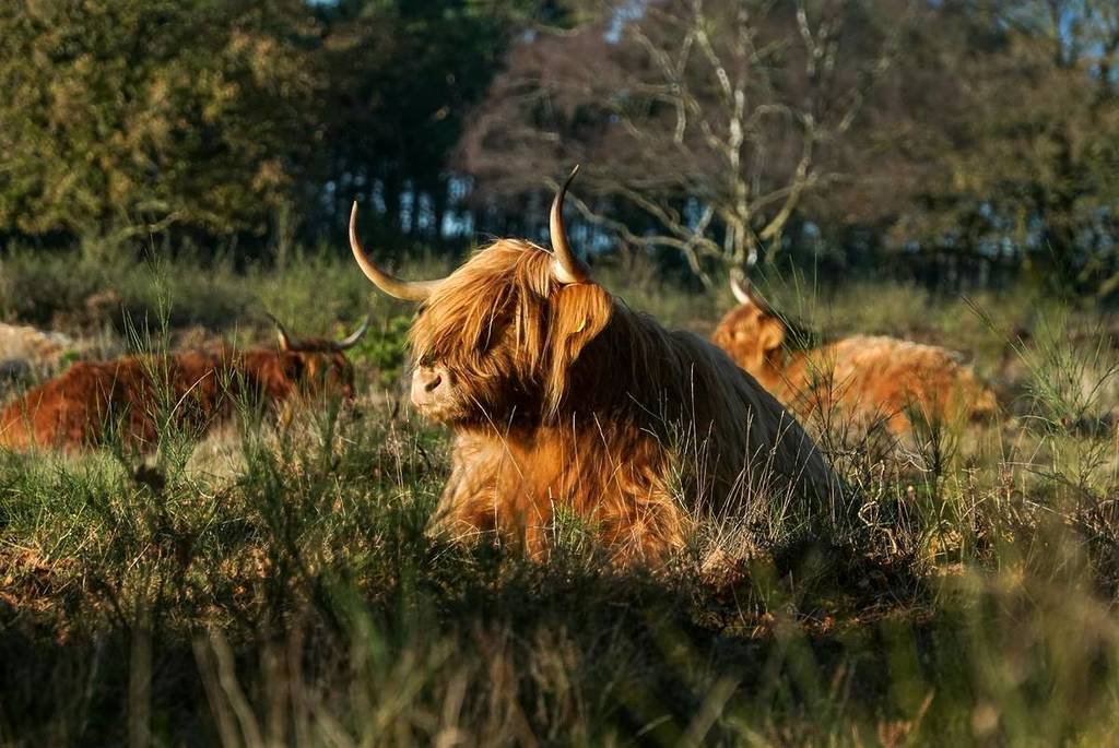 highland cow