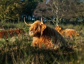 This Free Country Festival Just Outside Las Vegas Lets You Cuddle Highland Cows And Locals Are Obsessed