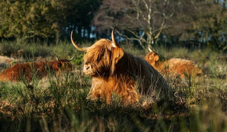 This Free Country Festival Just Outside Las Vegas Lets You Cuddle Highland Cows And Locals Are Obsessed