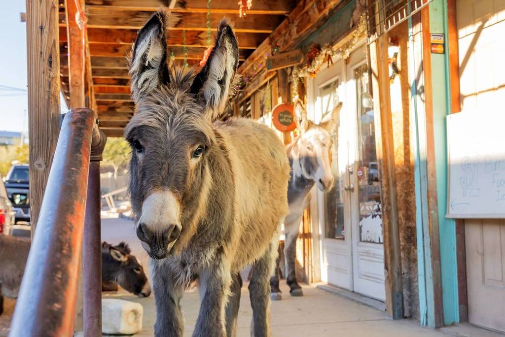 burros en Oatman, Arizona