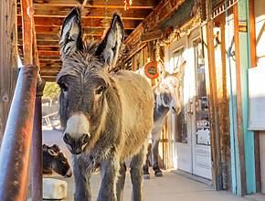 This authentic 1900s ghost town just hours from Vegas swaps modern glitz for pure Western grit (and it’s entirely run by donkeys)