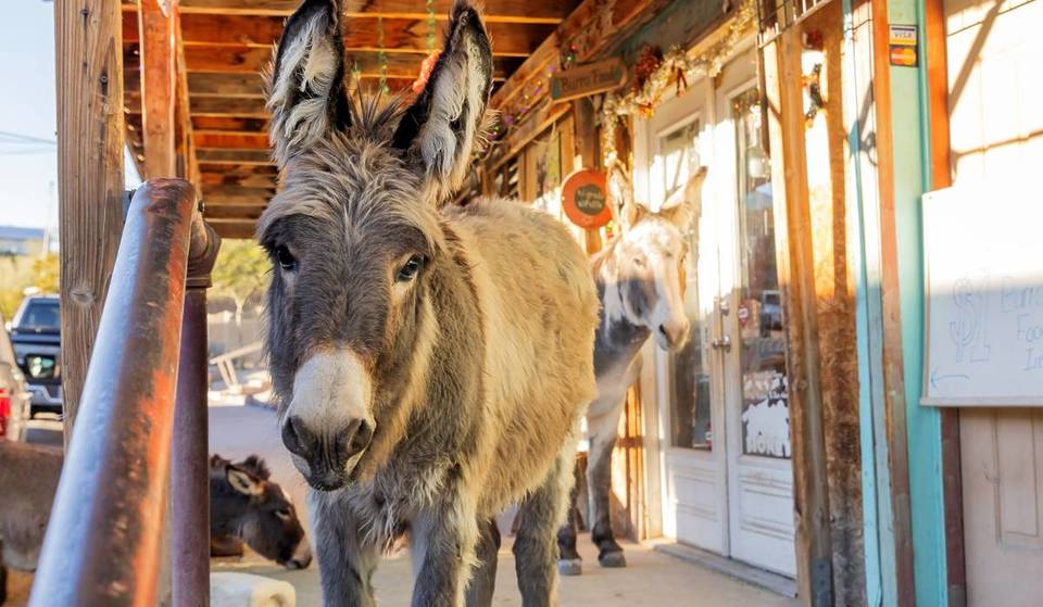 This authentic 1900s ghost town just hours from Vegas swaps modern glitz for pure Western grit (and it’s entirely run by donkeys)
