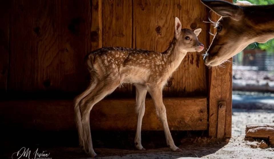 Inside the 50-year-old Route 66 wildlife park where free-roaming deer eat from your hands