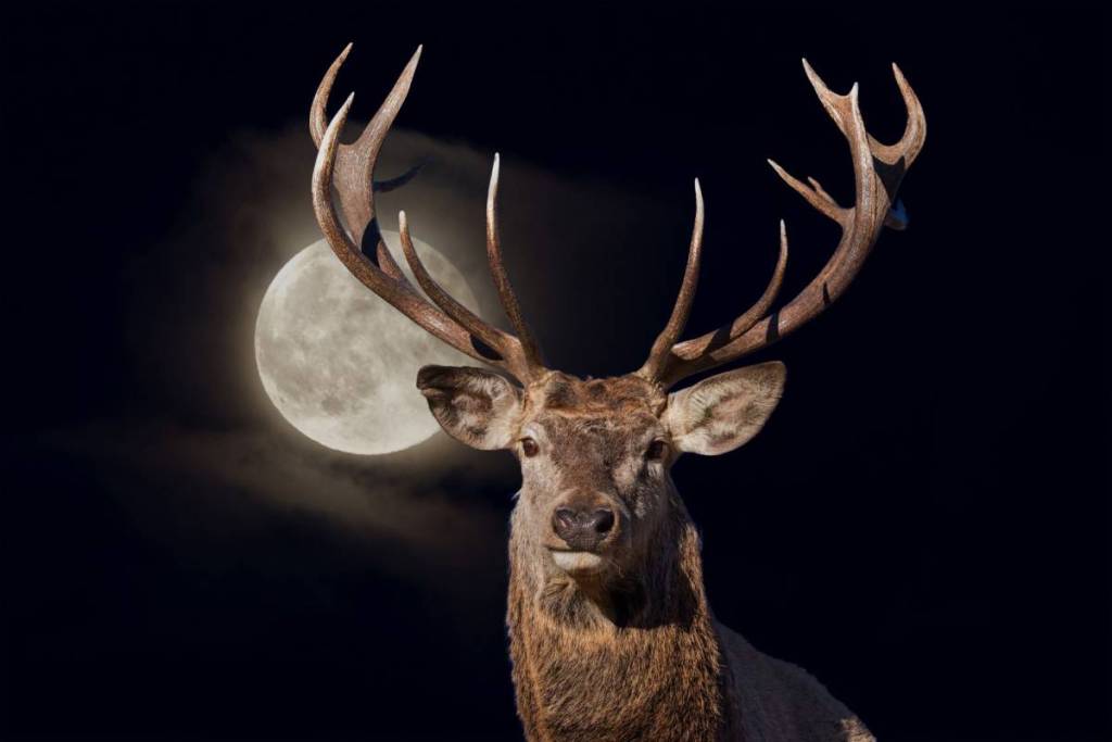 a male deer or buck in front of a full moon