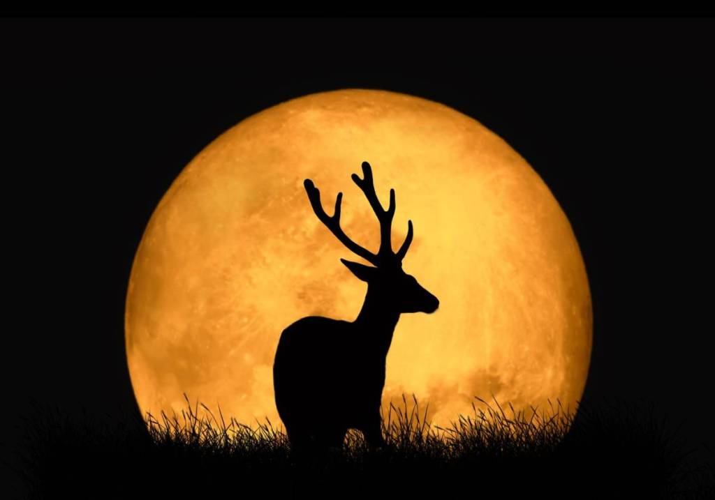 buck with antlers in front of full moon
