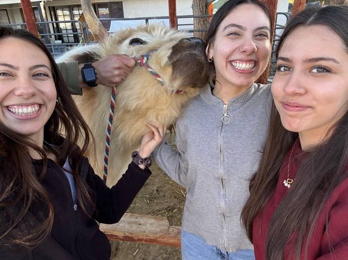 chicas haciéndose un selfie con una vaca peluda