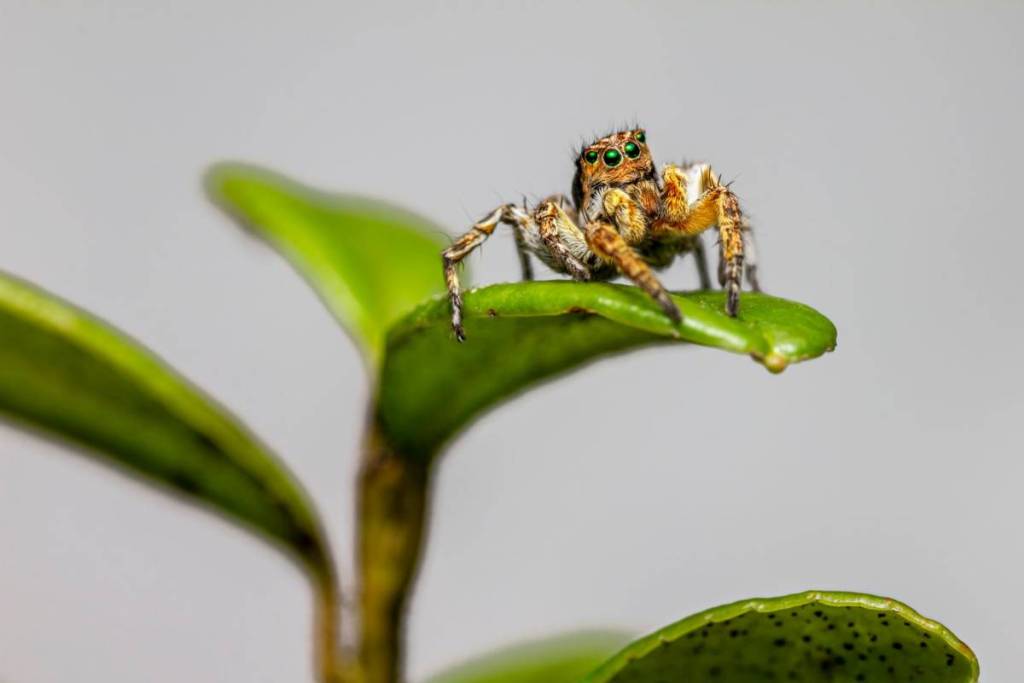 jumping spider on a green leaf