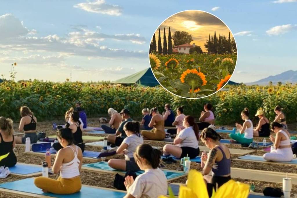 people doing yoga in a field of sunflowers