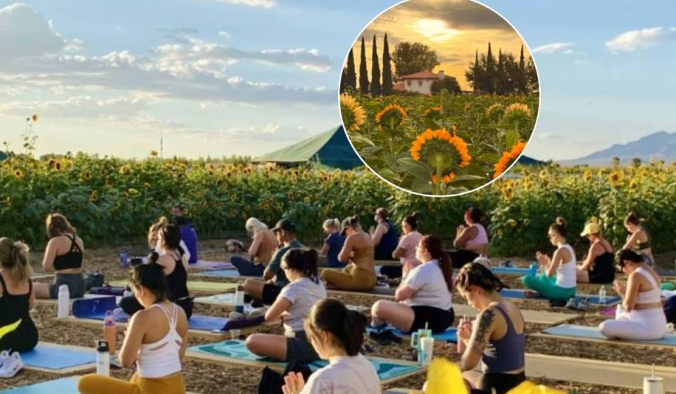 Gilcrease Orchard is officially kicking off its highly anticipated Sunflower Days