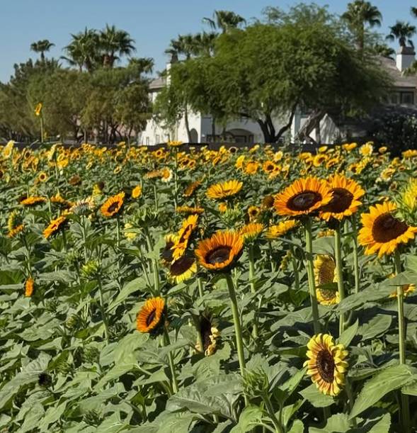 sunflower fields