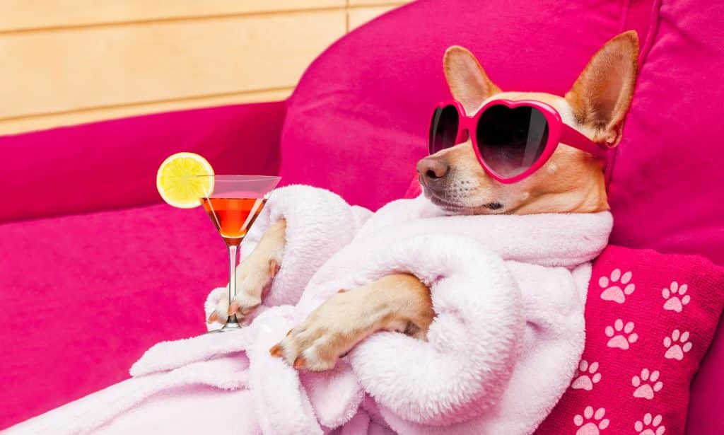 a chihuahua in a bathrobe with a tiny cocktail