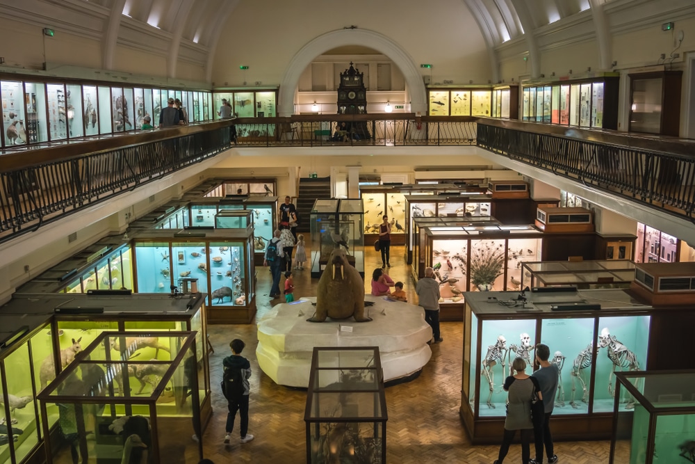 The overstuffed walrus and other items on display at the esteemed Horniman Museum and Gardens