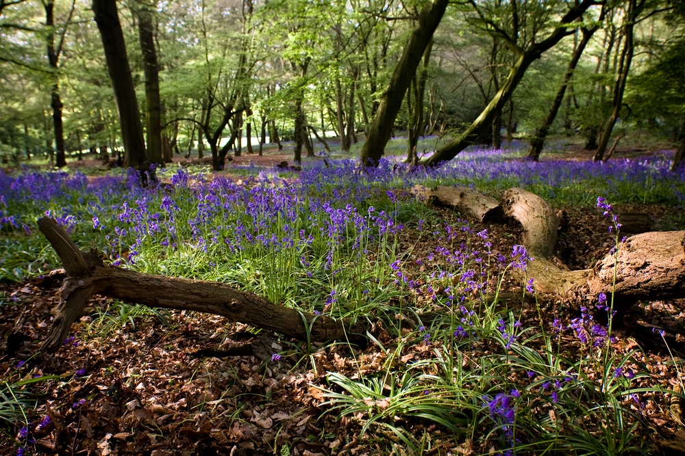 Les Meilleures For ts De Londres Et Des Environs Pour Des Promenades 