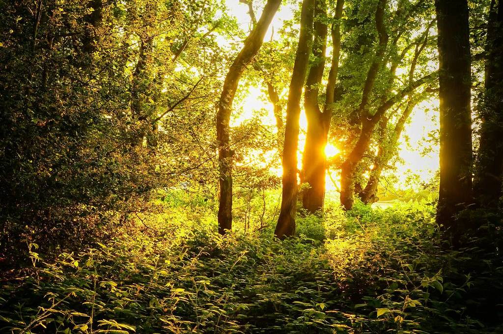 Sunligh beaming through the trees at Epping Forest