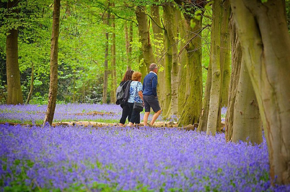 Wanstead Park Bluebells Are Currently Filling The Woodland