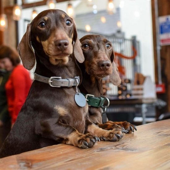 A Sausage Dog Café Is Coming To London And We'll Be Dachshund There ASAP