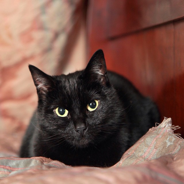 11313518_1611275169141964_1038739330_n