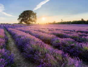 La legendaria granja de lavanda de Londres podría cerrar 3 semanas antes de lo previsto, pero aún tienes tiempo de visitarla si eres rápido