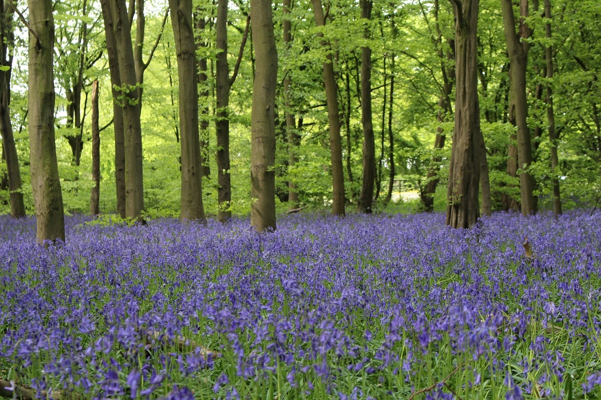Wanstead Park Is Now Home To A Sea Of Bluebells Secret London