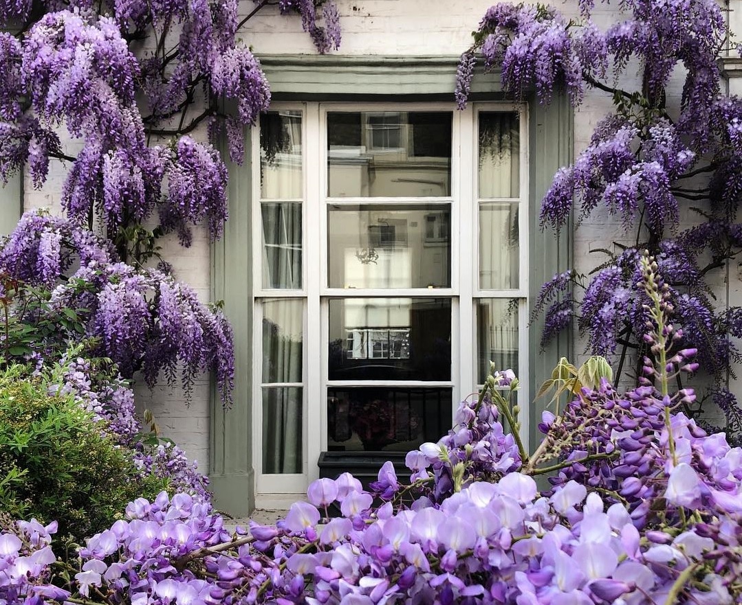 Wisteria Hysteria Has Hit, So Here's A Secret London Guide To Finding It