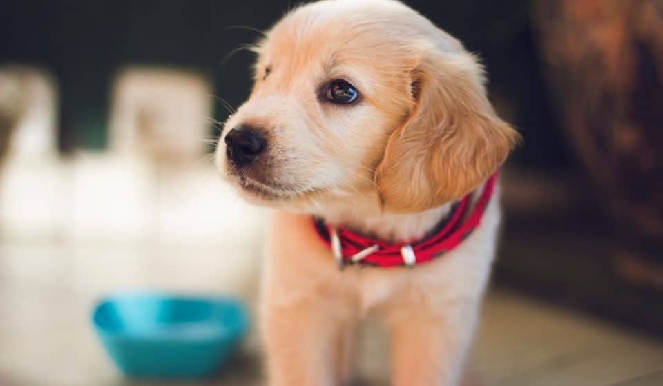 This Pup-Friendly Brunch Serves Bottomless Pawsecco