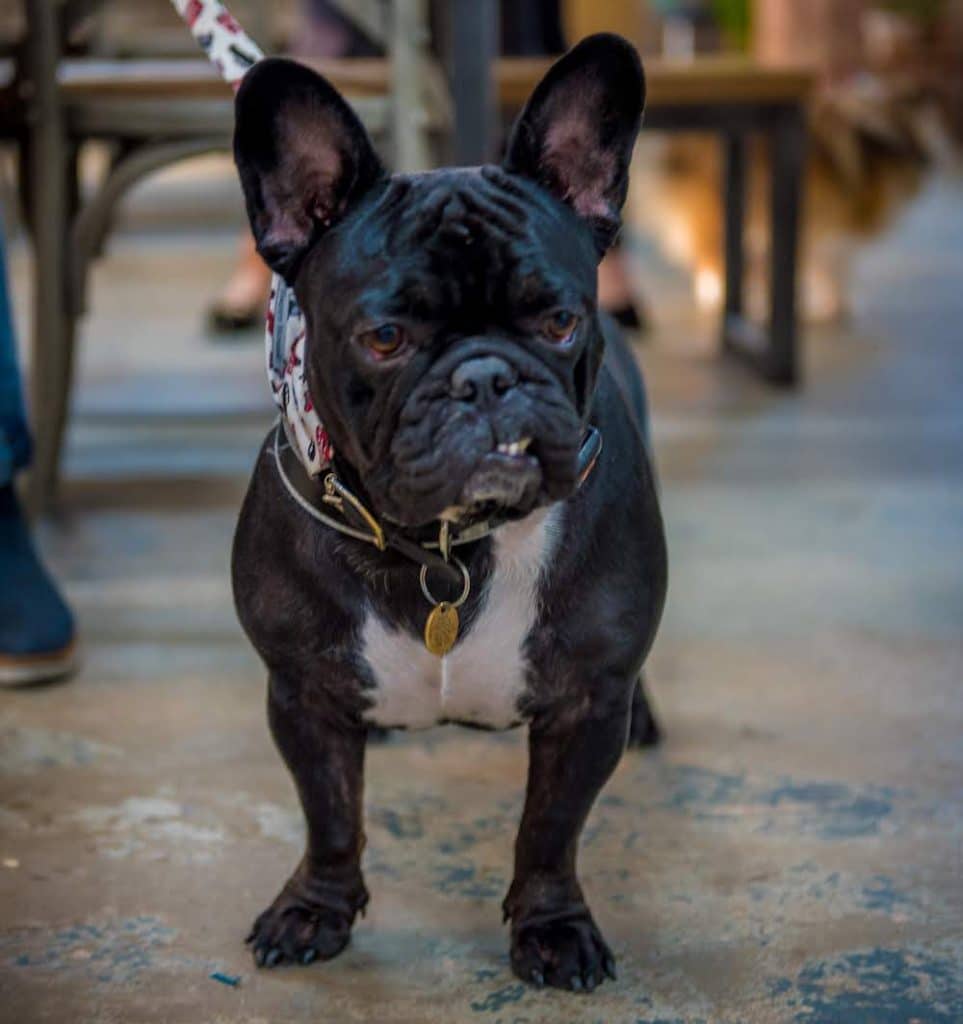 Go Bowling With Your Pooch At This DogFriendly London Alley