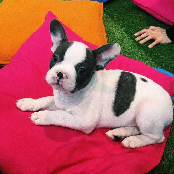 Paws In Work PopUp Puppy Therapy At Your Office