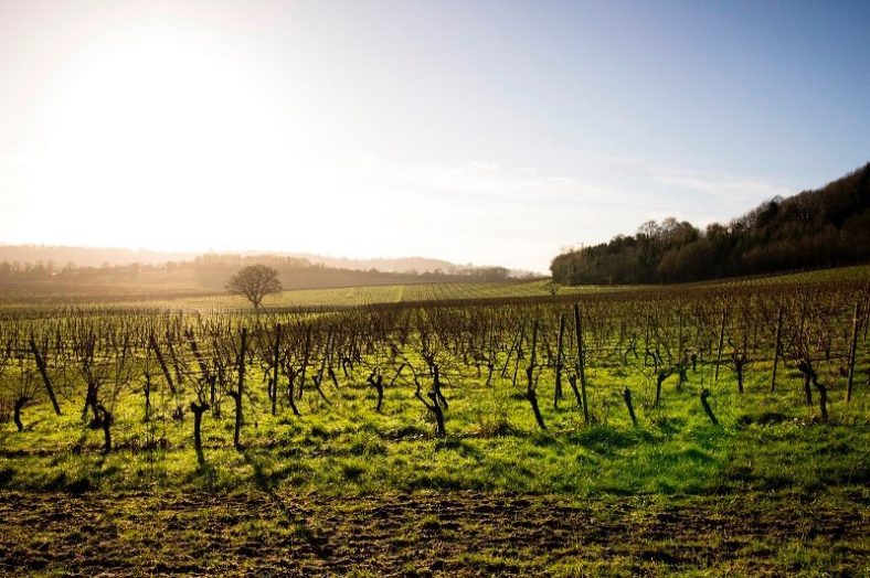 Wine Marathon London Entry Open For The Marathon With 10 Wine Stops