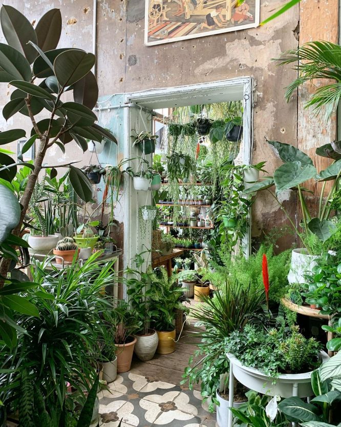 Plant Shops In London 10 Of The Best To Feed Your Obsession
