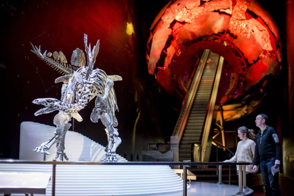 guests looking at Sophie the Stegosaurus in the entrance area to the natural history museum