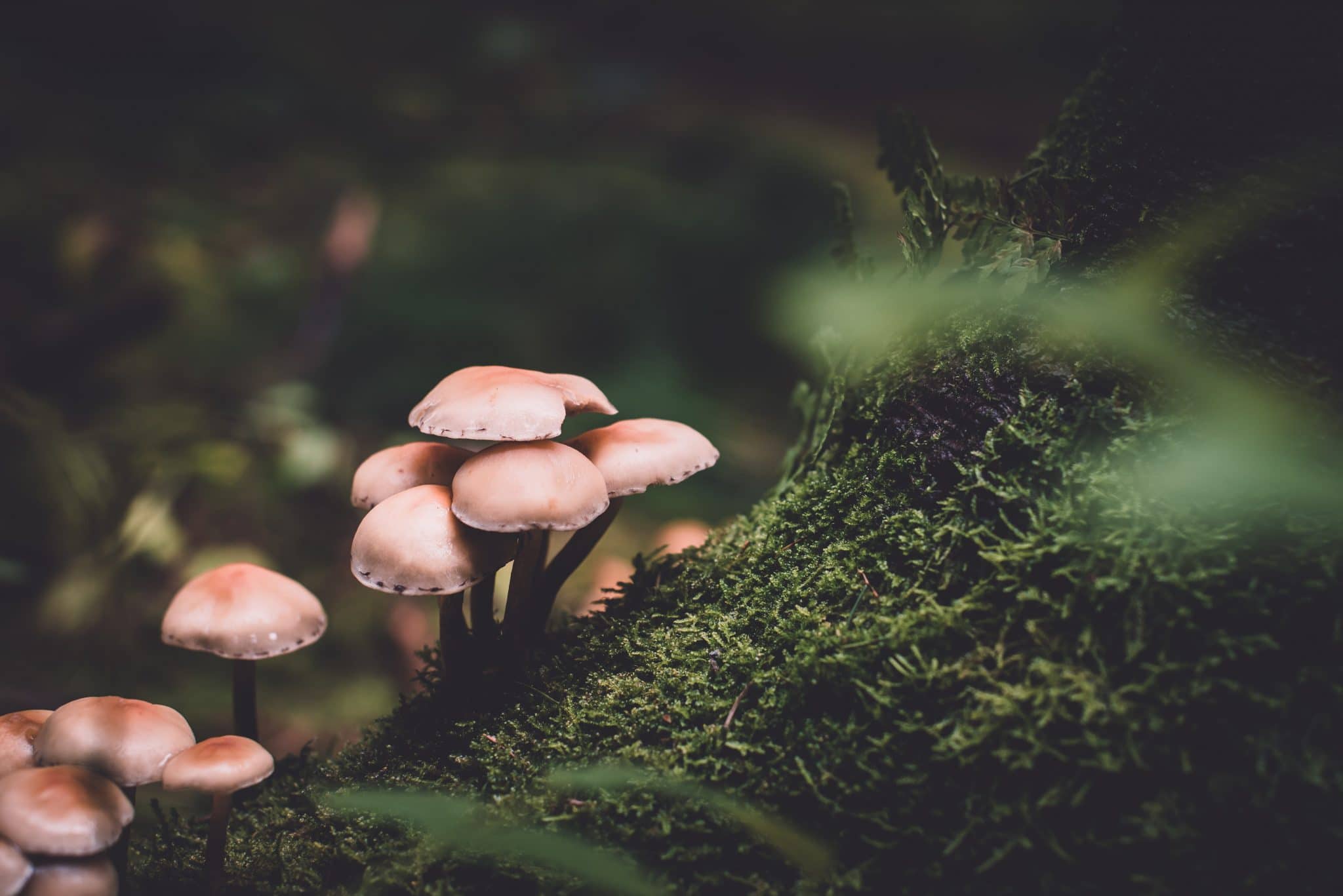 Magic Mushrooms Talk Can Mushrooms Be Used To Fight Depression?