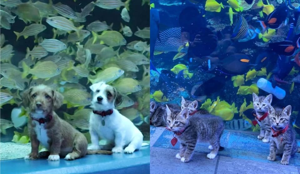 Adorable Foster Puppies And Kittens Explore Aquarium After It Closes To The Public