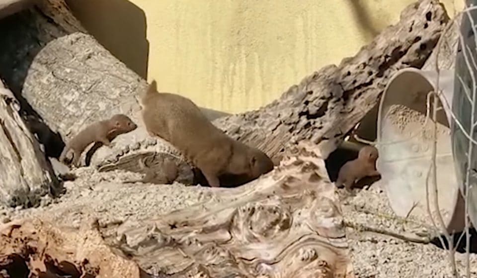 Adorable Dwarf Mongoose Babies Have Just Been Born At ZSL London Zoo