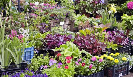 A selection of plants and flowers at Chiswick Flower Market