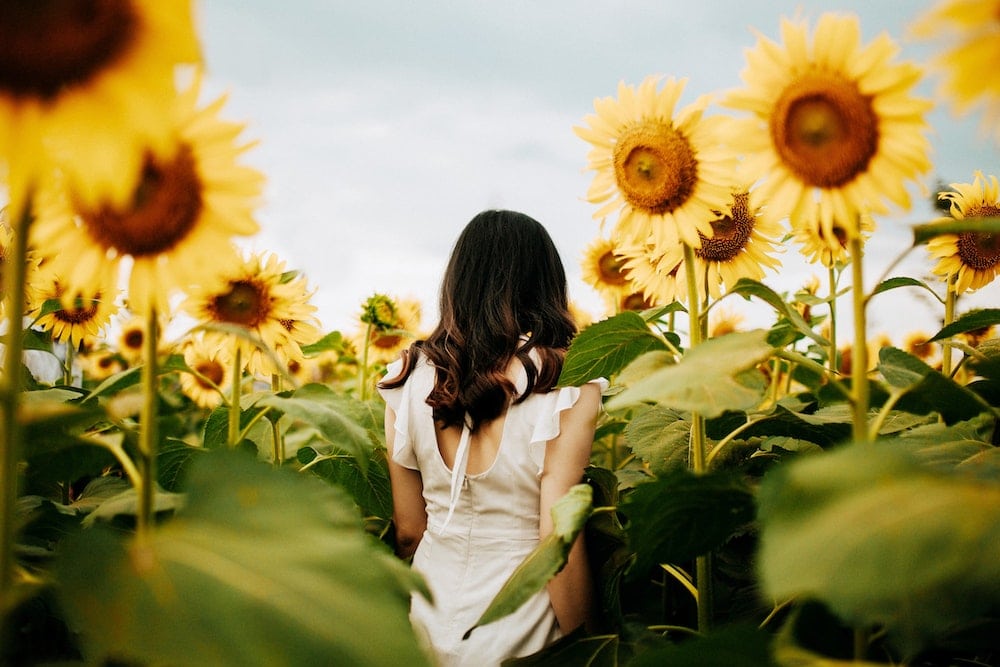 Sunflower Fields Near London 5 Sensational Spots To Pick Your Own