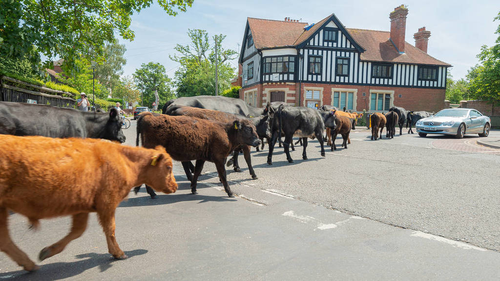 Rinder wandern auf der Straße im Dorf Brockenhurst