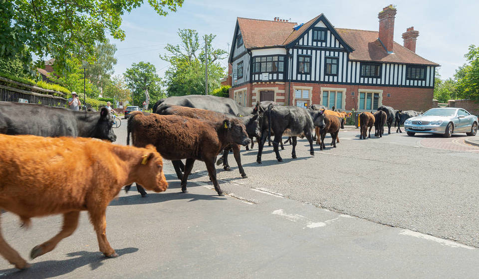 Ce charmant village se trouve en plein cœur de la plus grande zone de pâturages boisés anciens encore existante du pays : des poneys sauvages, des cerfs et des troupeaux de vaches se promènent régulièrement dans le village