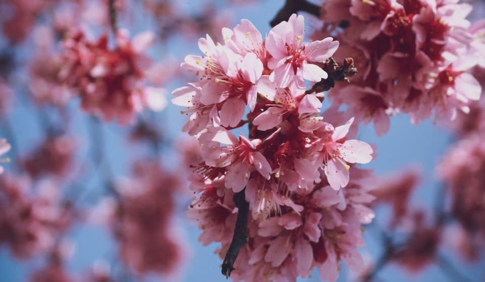 A Public Garden Full Of Blossom Trees Has Opened In London, To Remember Those Lost To The Pandemic
