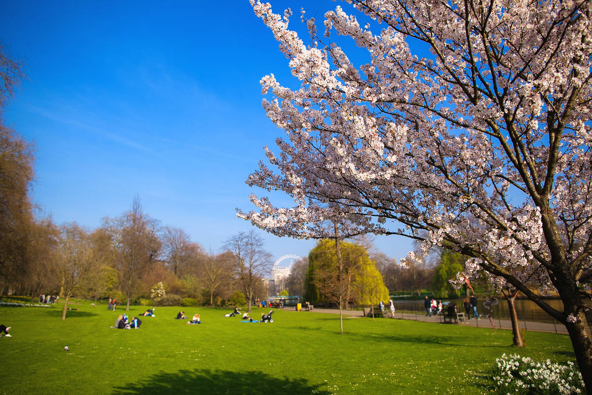 cherry blossoms suspended over a wide view of st james's park