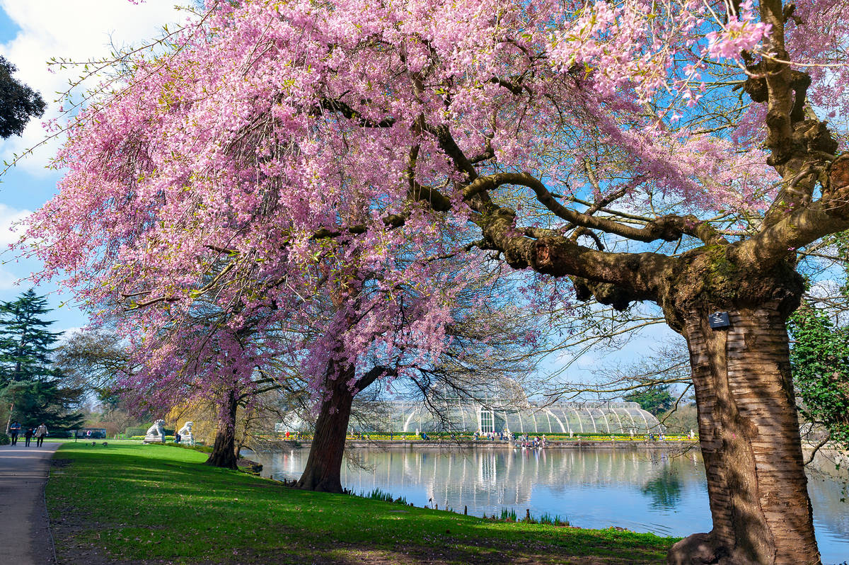 Cherry blossom trees at Kew Gardens