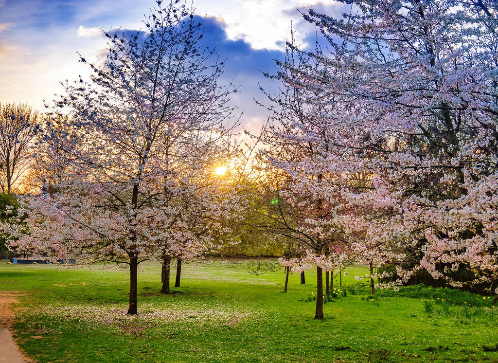 Albero di ciliegio in fiore illuminato dal tramonto primaverile a Regents Park, Londra, in Inghilterra