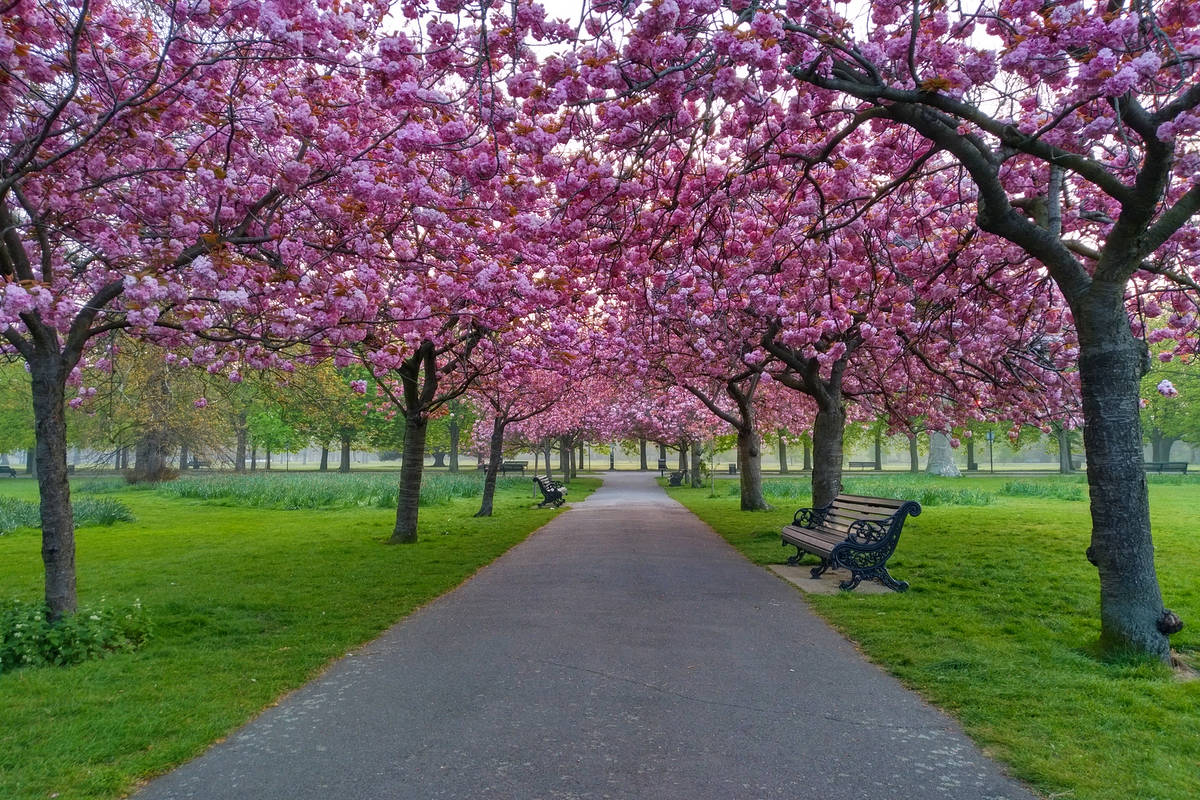 Cherry blossoms in full bloom on either side of a pathway in Greenwich Park