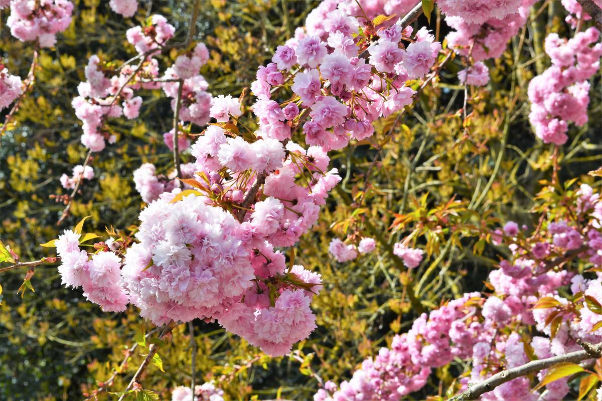 cherry blossom in the Kyoto garden, Holland Park