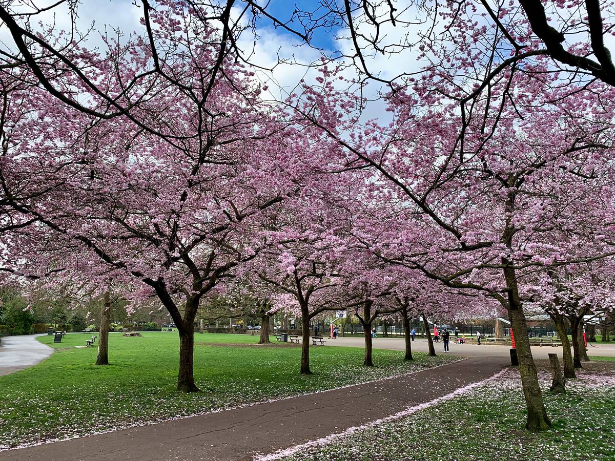 Alley of blossom pink sakura in Ravenscourt park.