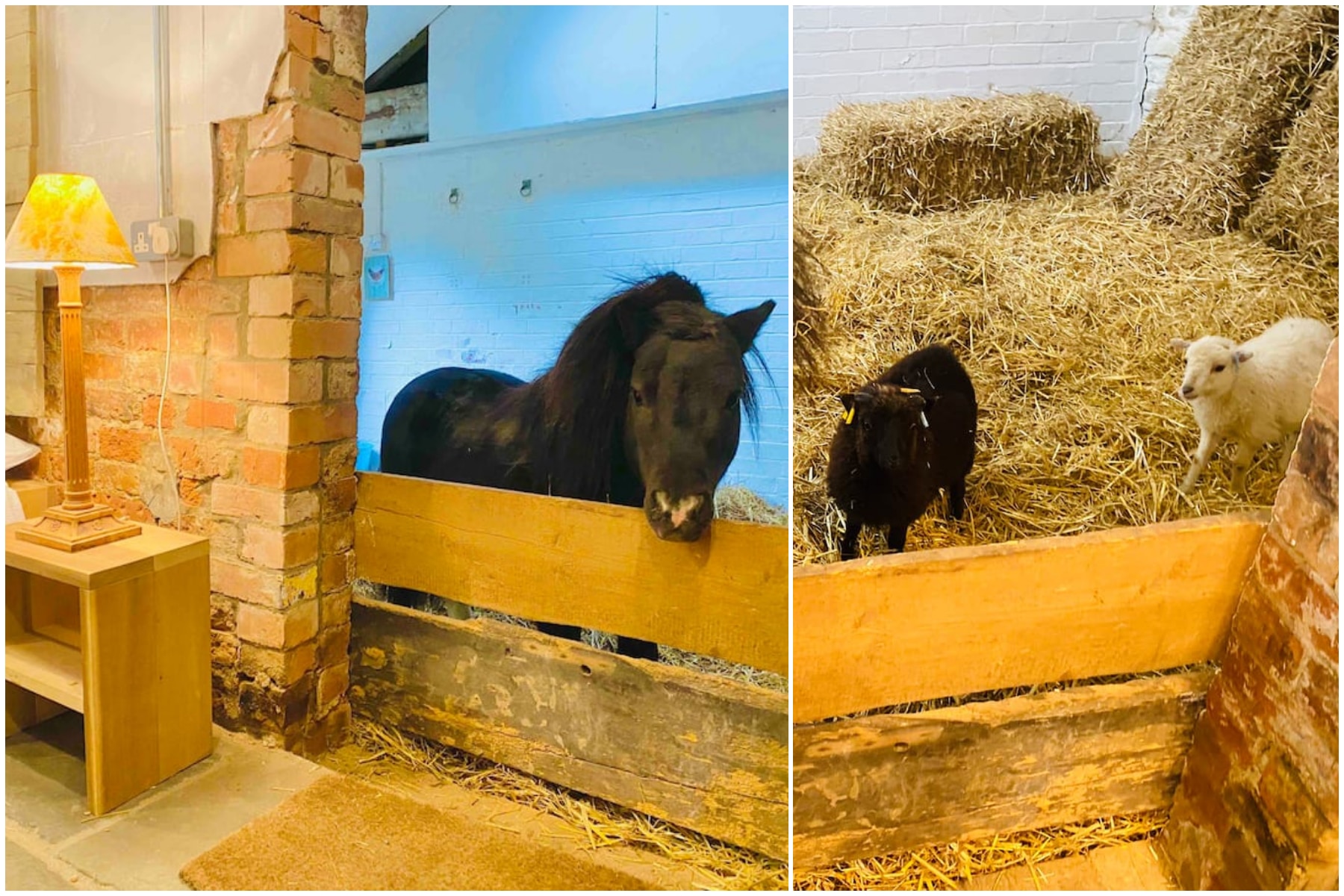 You Can Sleepover With A Miniature Horse At This 17th Century Manor