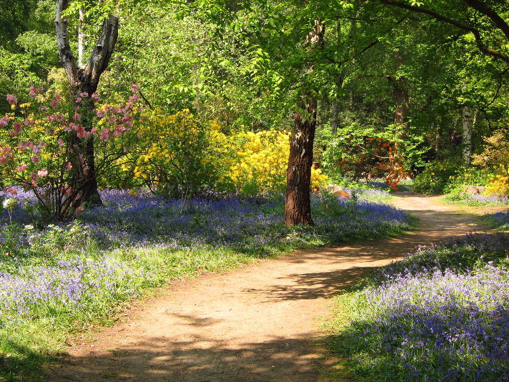 une allée baignée de soleil, bordée de champs de jacinthes et d'arbres