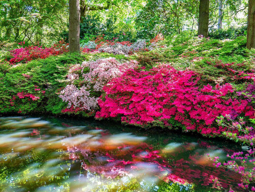 Des fleurs roses éclatantes au printemps se reflétant dans un lac de Richmond Park, à l'Isabella Plantation, par une journée ensoleillée, à Londres